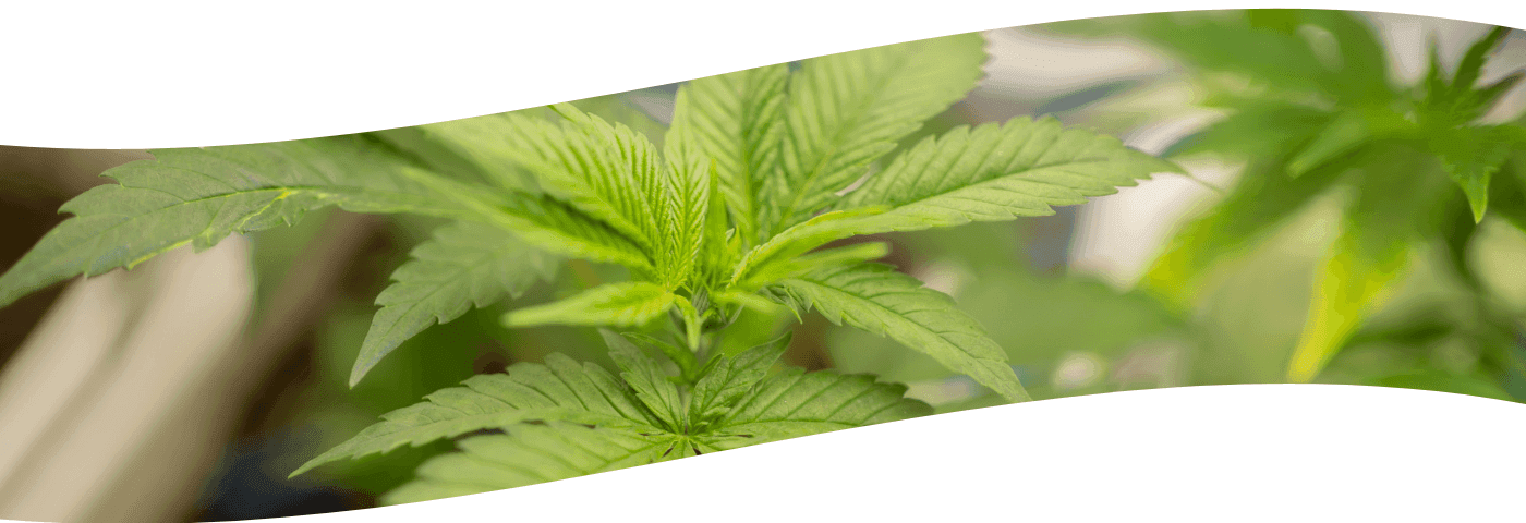 Weiße Welle im Hintergrund ein Bild einer Cannabispflanze