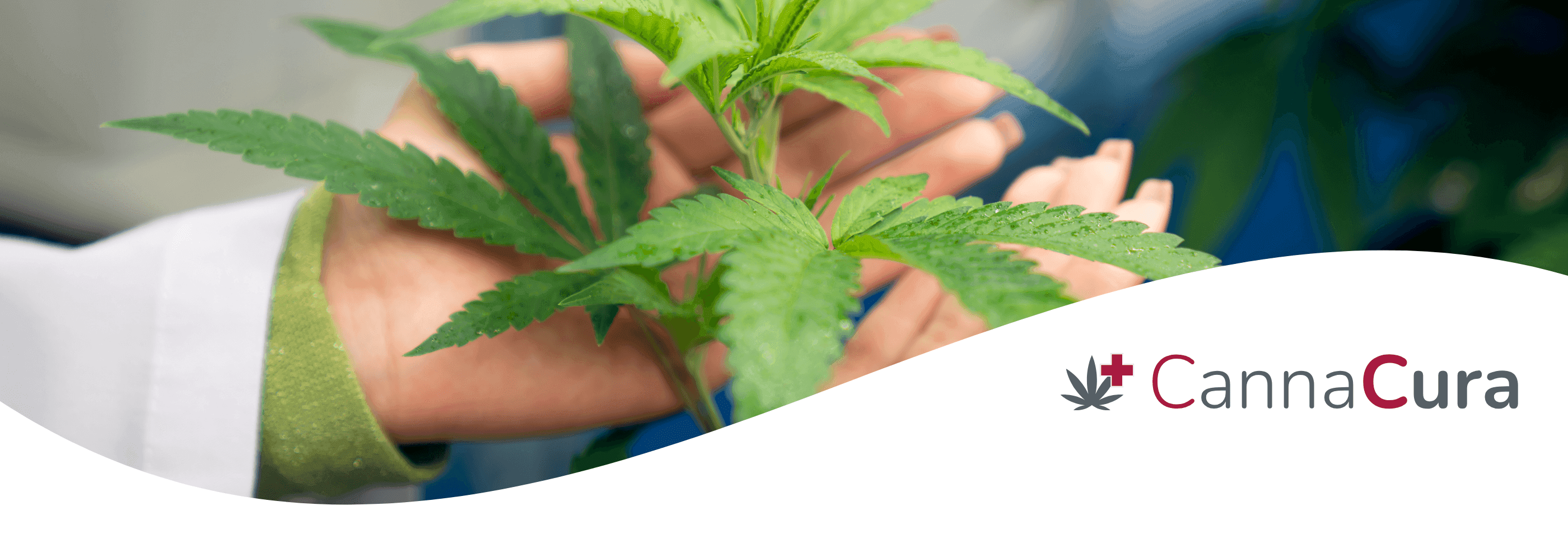 Canna Cura Logo mit einer weißen Welle. Im Hintergrund eine Cannabispflanze in den Händen einer Apothekerin