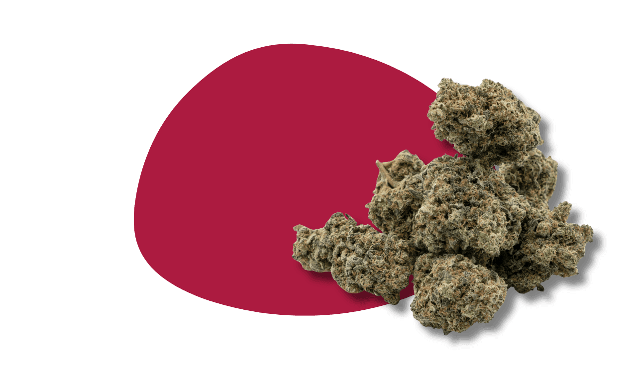 Cannabis Blüten auf rotem Hintergrund