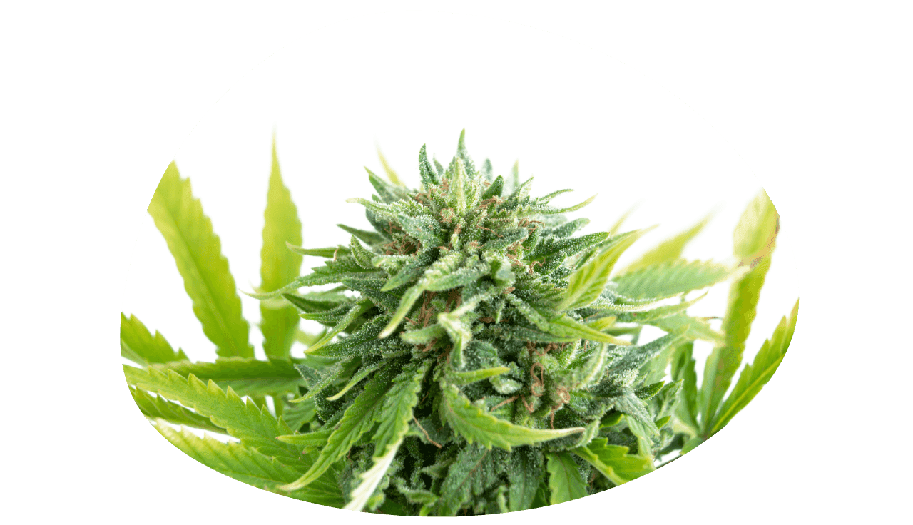 Nahaufnahme einer Cannabispflanze